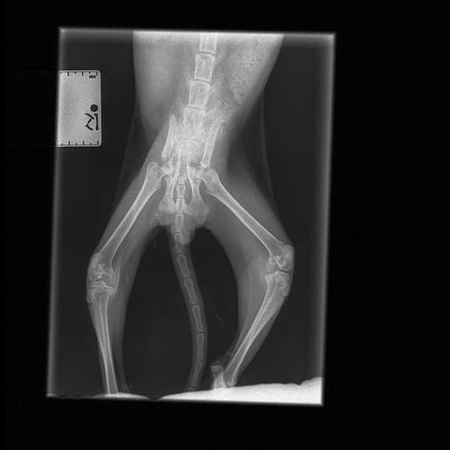 X-ray showing Eddie's pelvic area